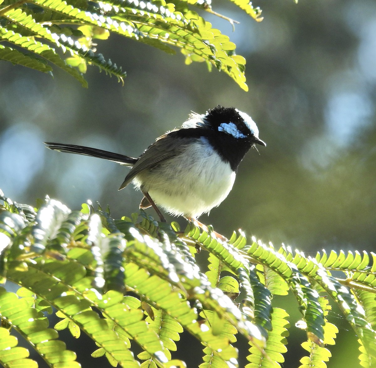 Superb Fairywren - ML638308003