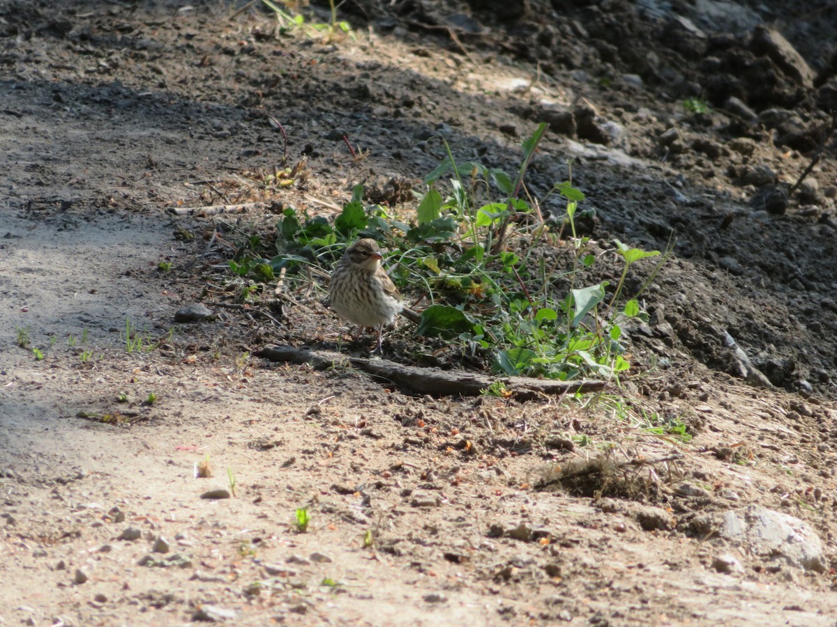 Clay-colored Sparrow - ML638308004