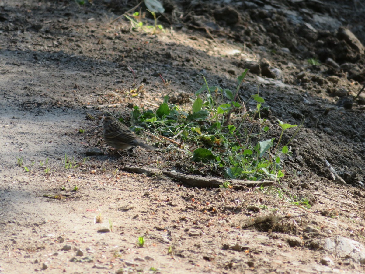 Clay-colored Sparrow - ML638308006