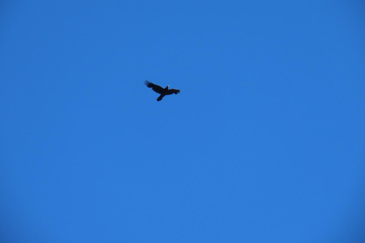 Common Raven - ML638308013