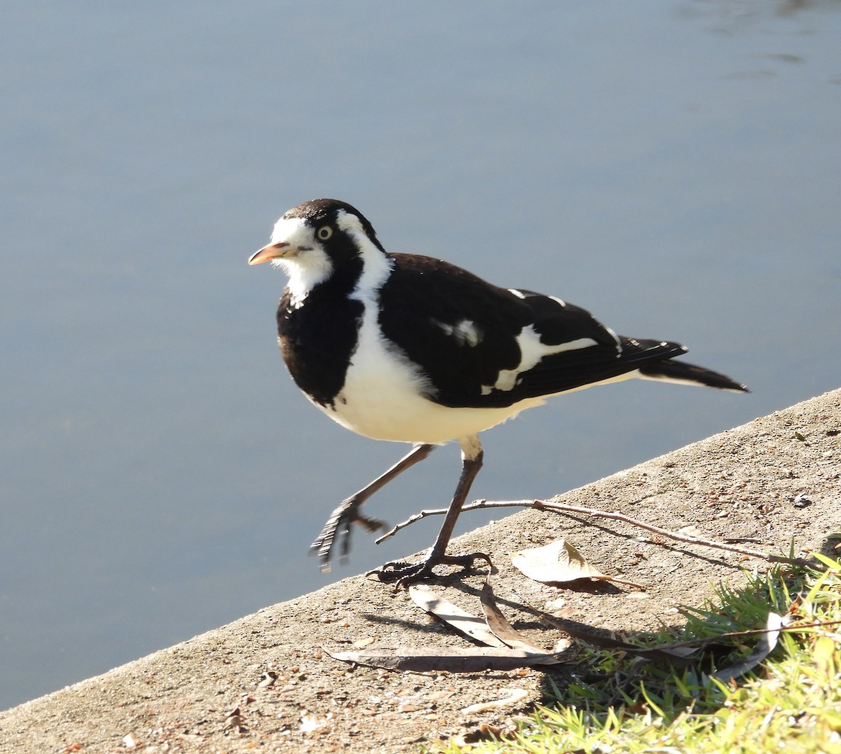 Magpie-lark - ML638308021