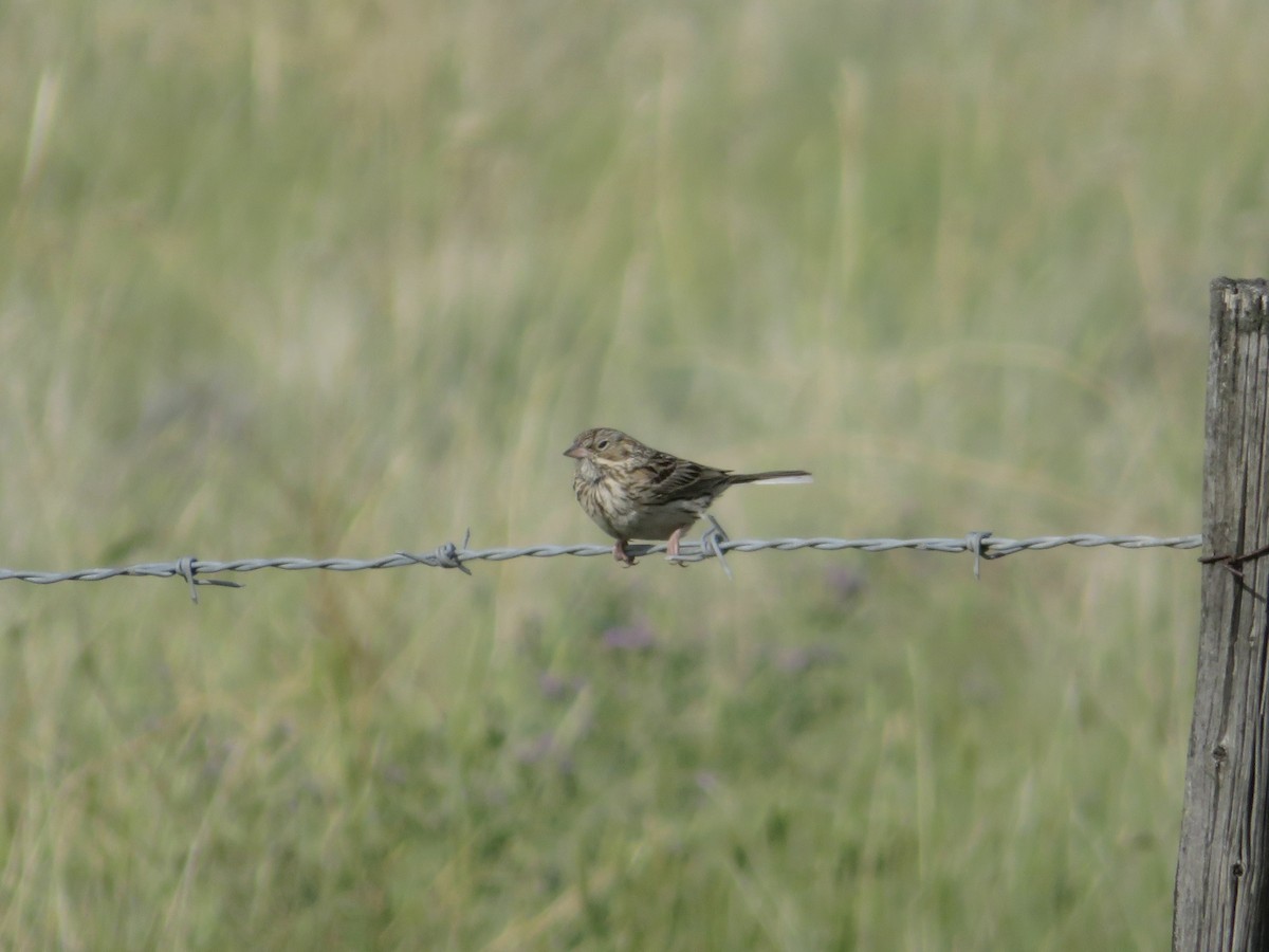 Vesper Sparrow - ML638308022