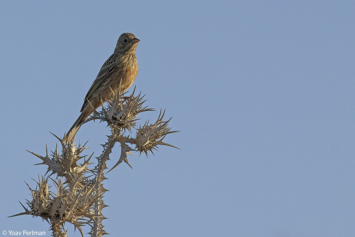 Cretzschmar's Bunting - ML638308023