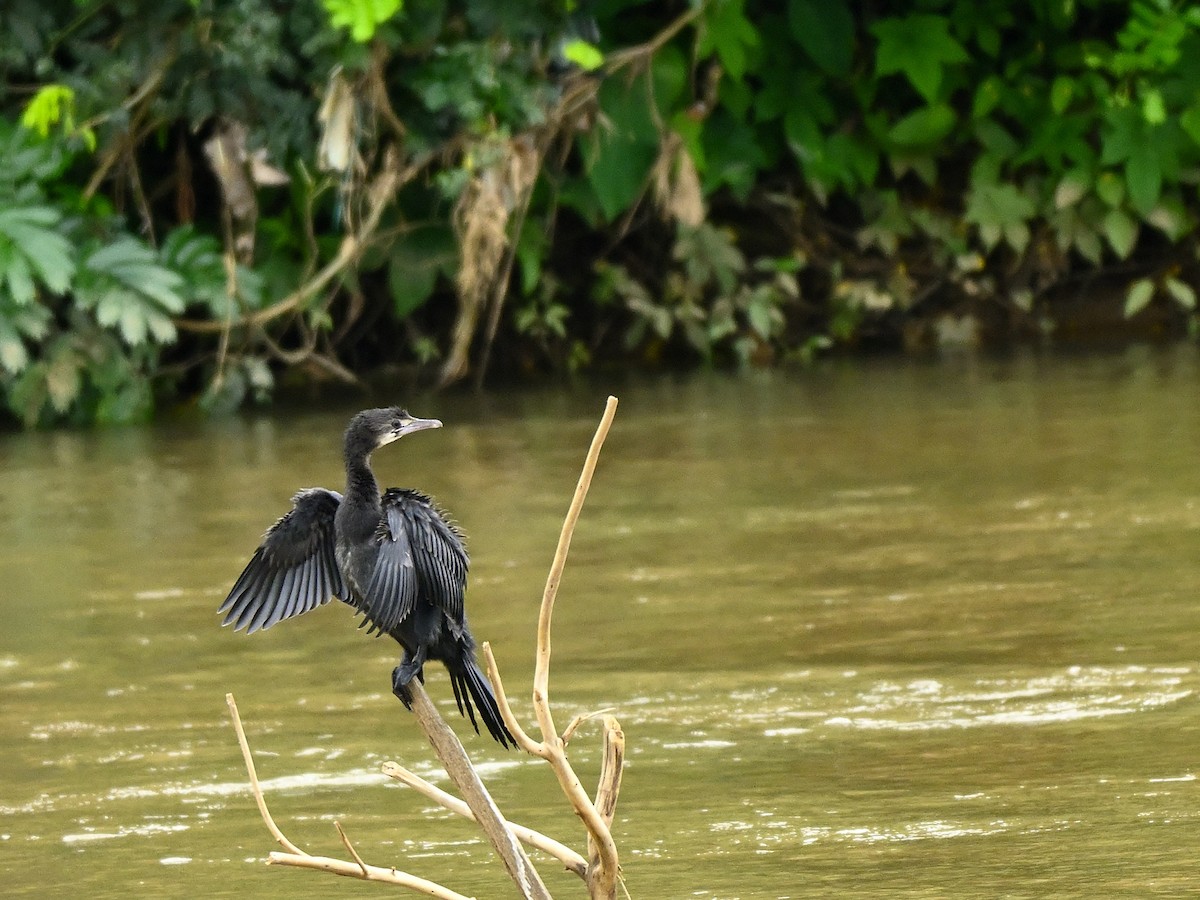 Little Cormorant - ML638308024