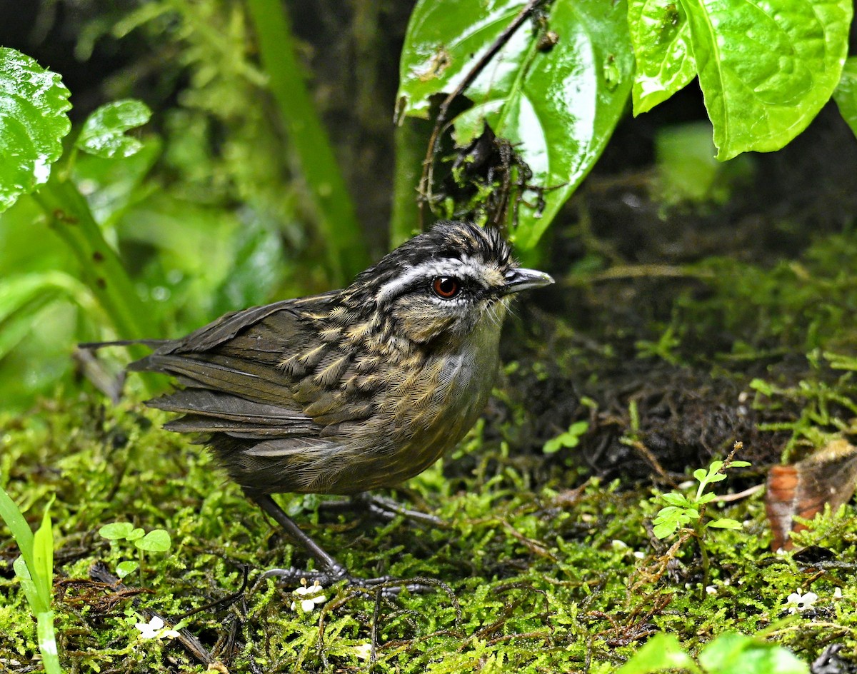 Mountain Wren-Babbler - ML638308031