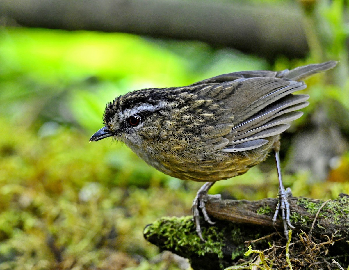 Mountain Wren-Babbler - ML638308032