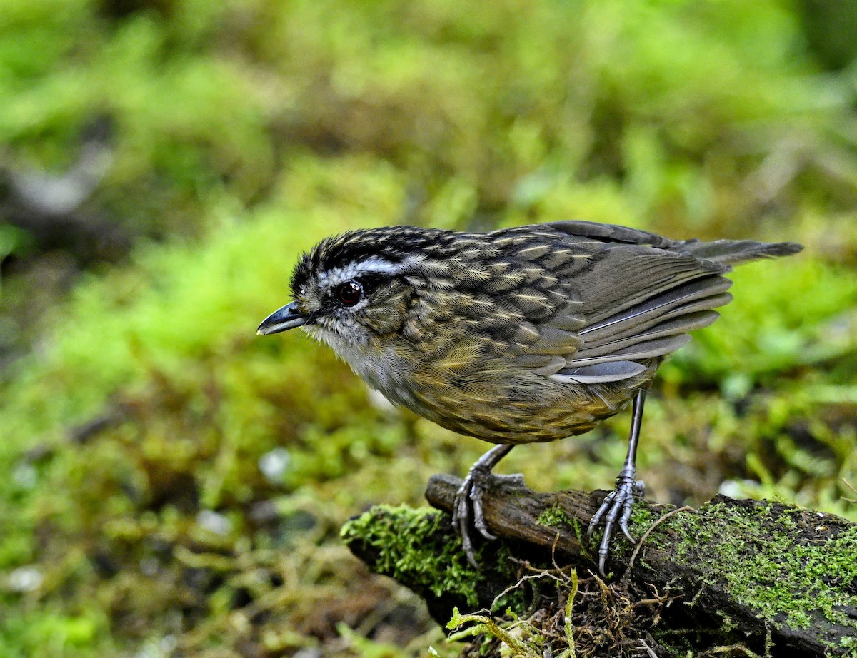 Mountain Wren-Babbler - ML638308033