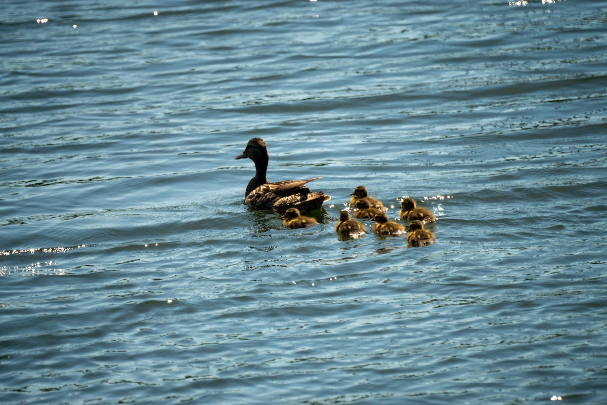 Mallard - ML638308042