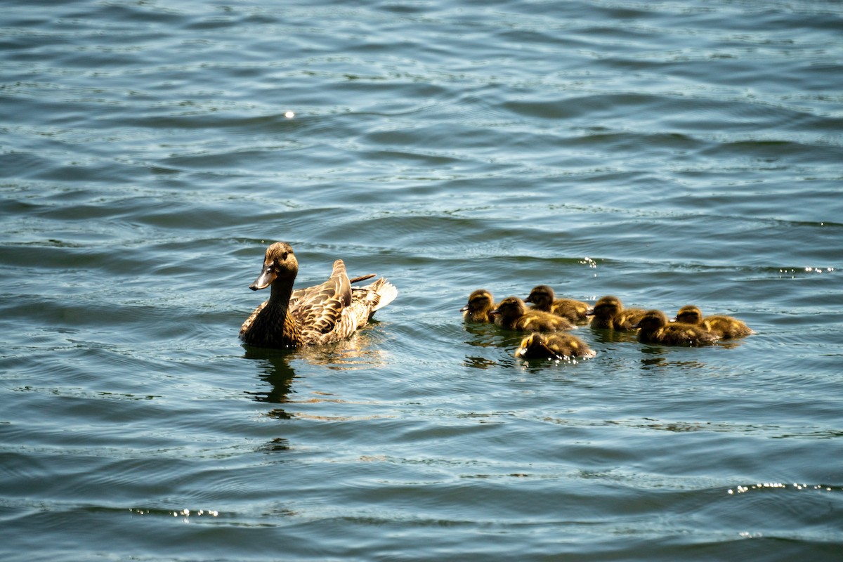 Mallard - ML638308043
