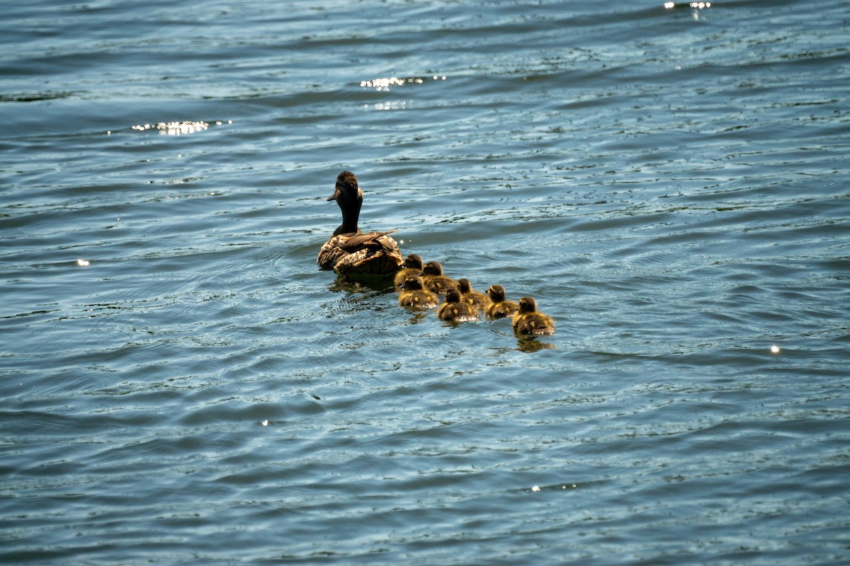Mallard - ML638308045
