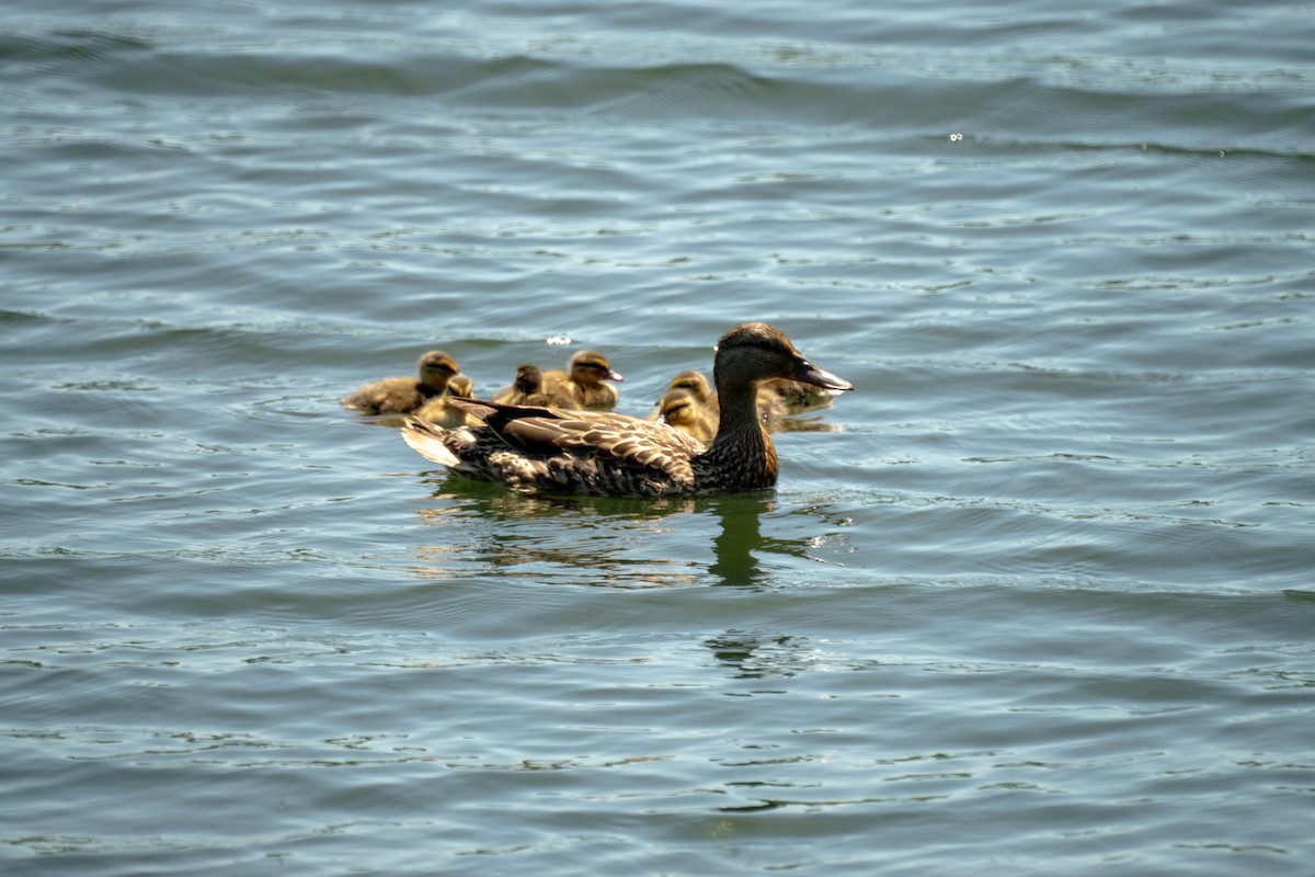 Mallard - ML638308046
