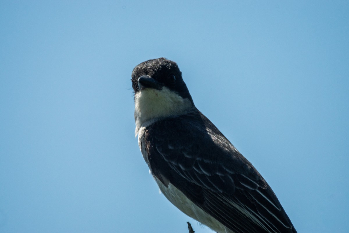 Eastern Kingbird - ML638308047