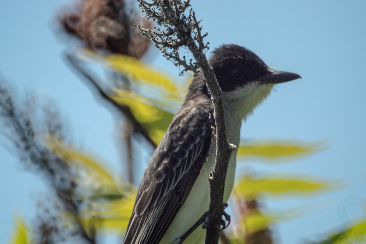Eastern Kingbird - ML638308049