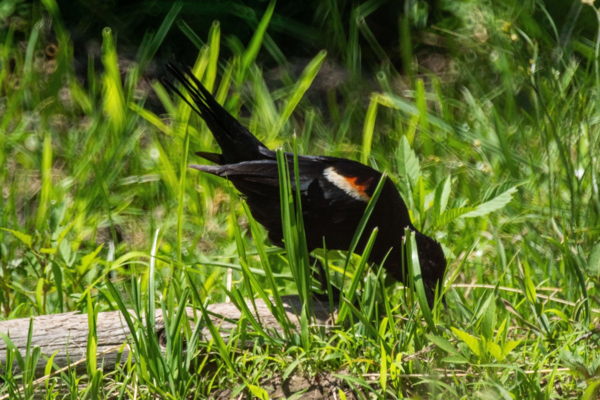 Red-winged Blackbird - ML638308054