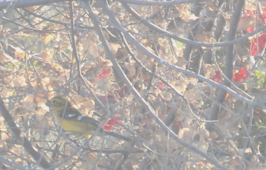 Golden Grosbeak - ML638308057