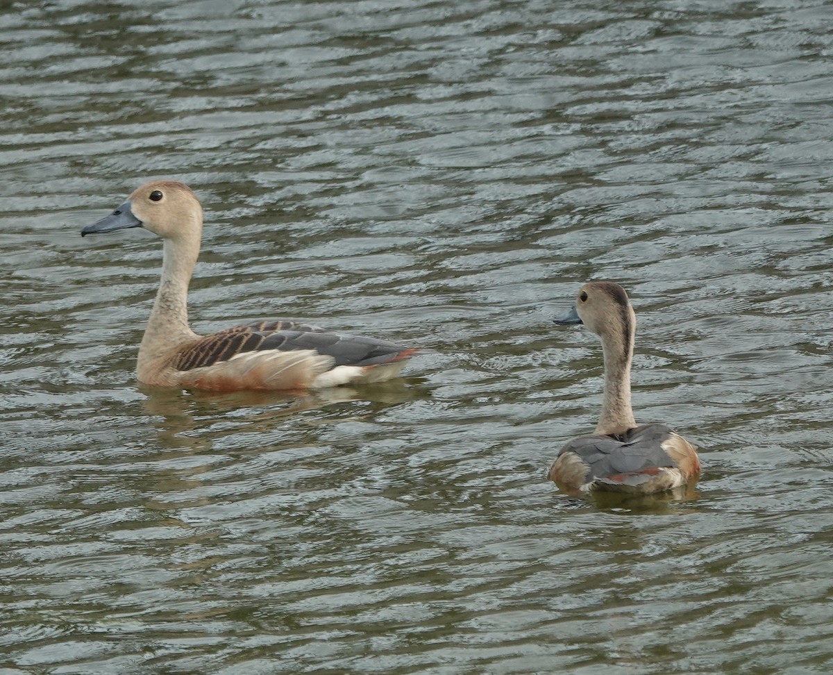 Lesser Whistling-Duck - ML638308061