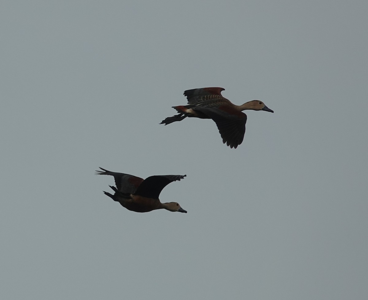 Lesser Whistling-Duck - ML638308062