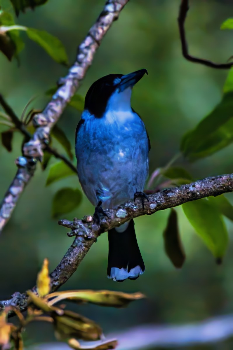 Gray Butcherbird - ML638308065