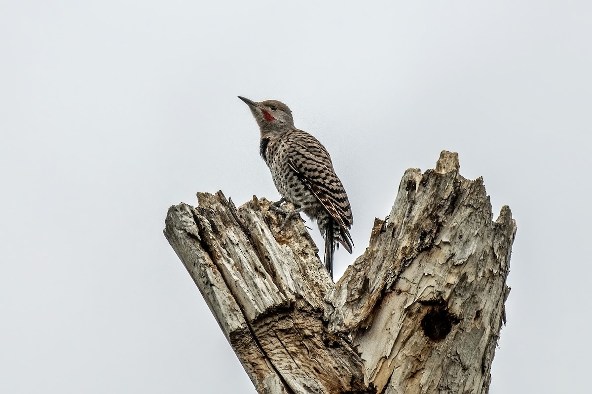 Northern Flicker - ML638308069