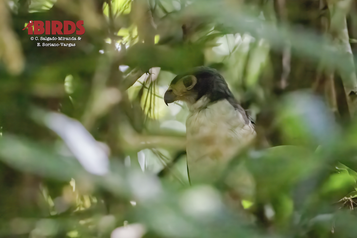 Slaty-backed Forest-Falcon - ML638308070