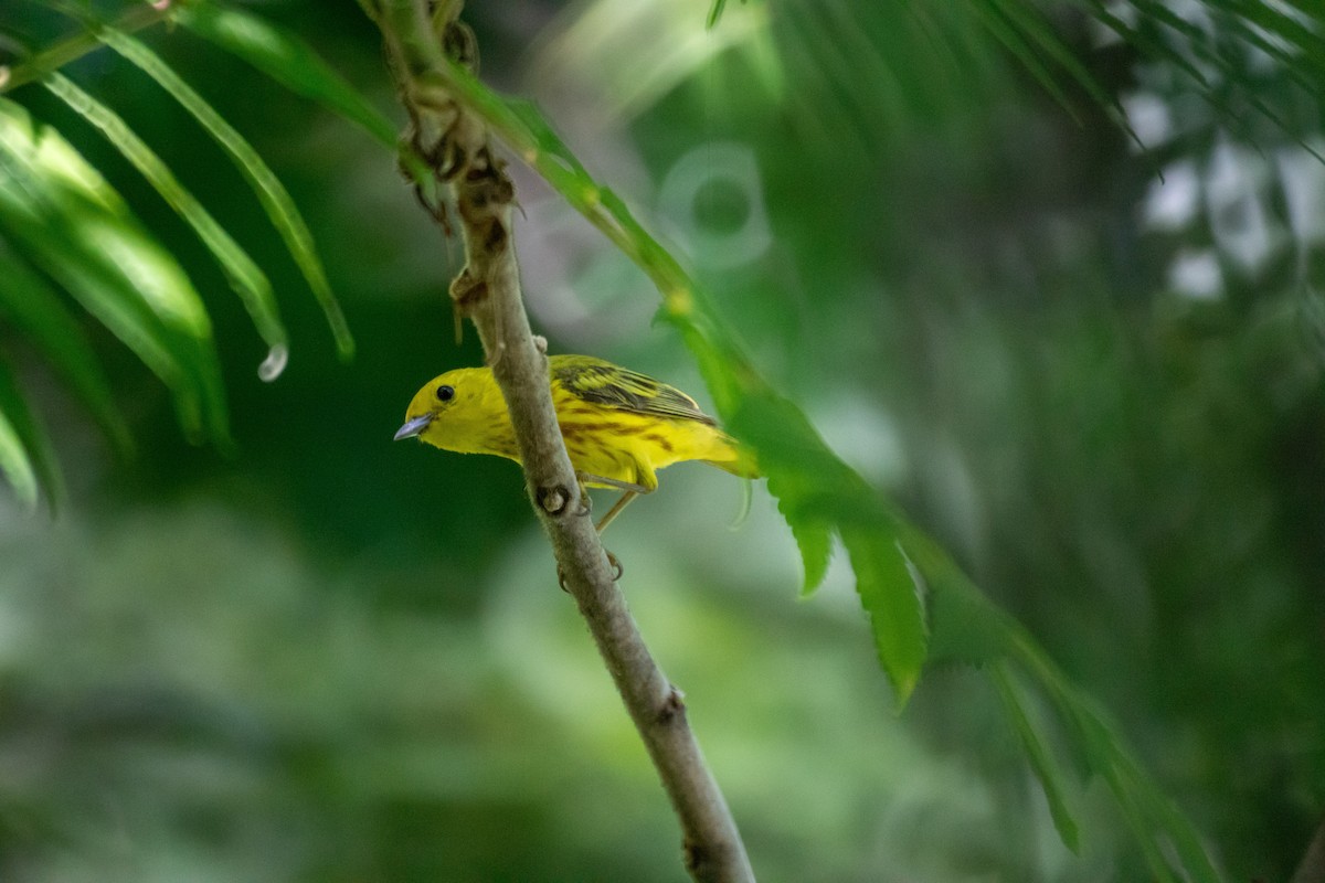 Paruline jaune - ML638308075