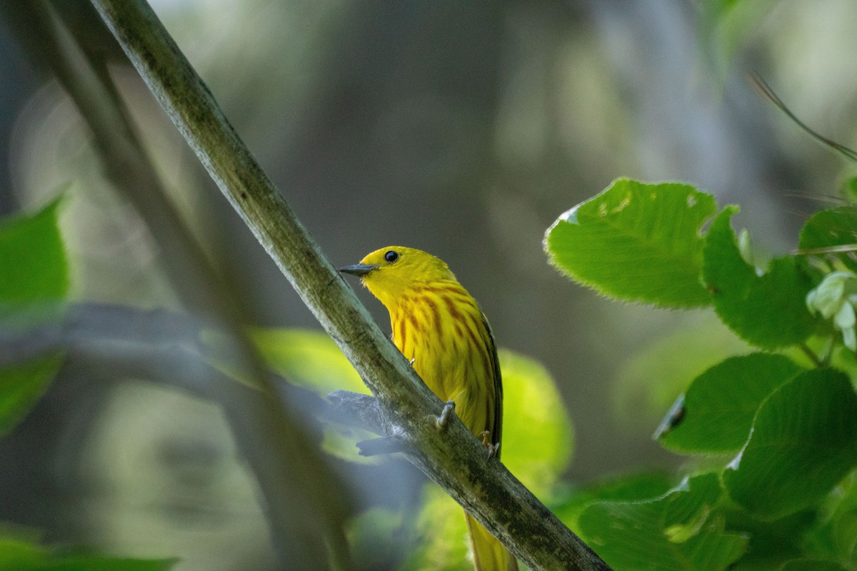 Paruline jaune - ML638308077