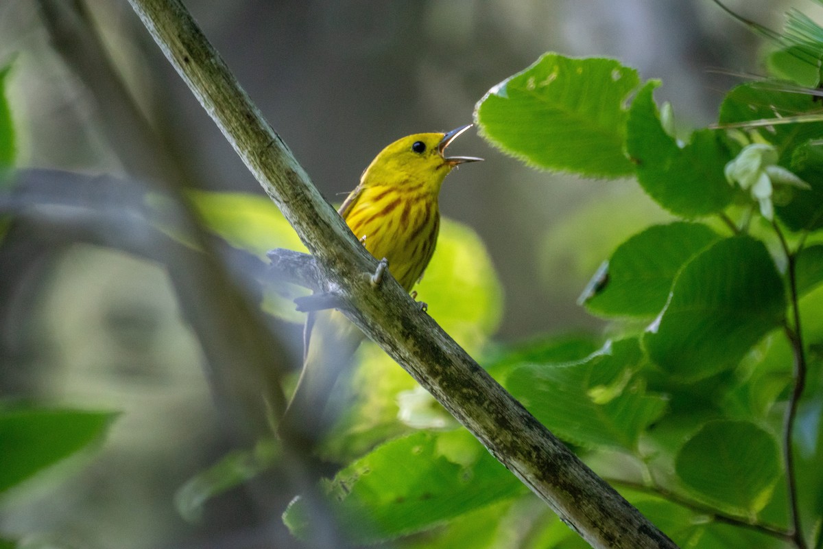 Paruline jaune - ML638308078