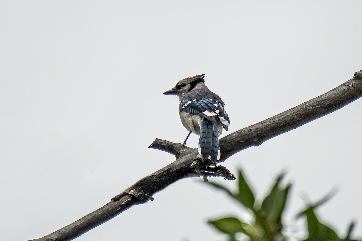 Blue Jay - ML638308082