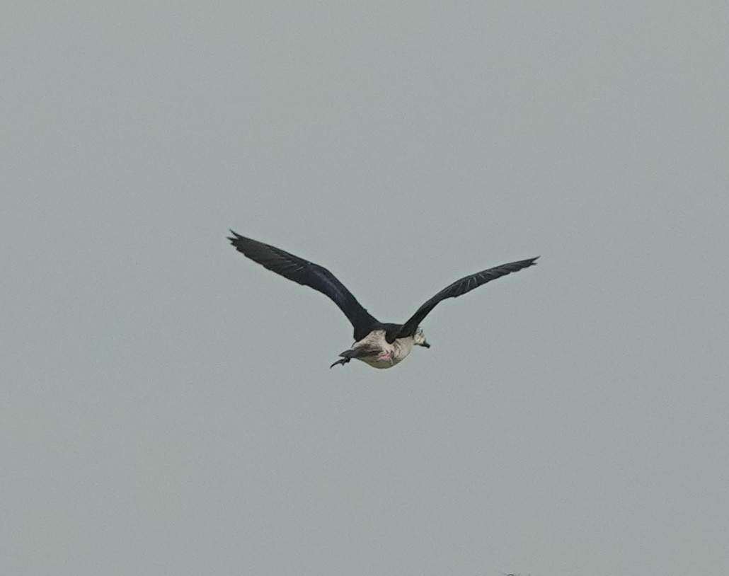 Knob-billed Duck - ML638308084
