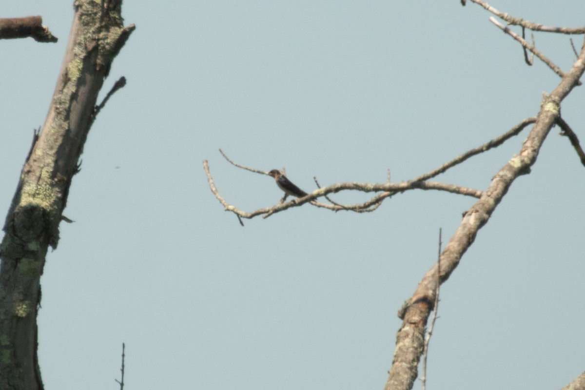 Hirondelle rustique - ML638308088