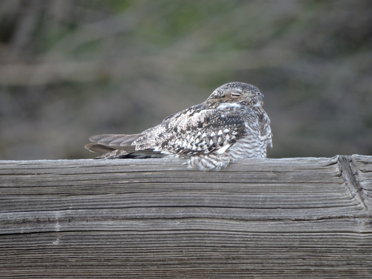 Common Nighthawk - ML638308099