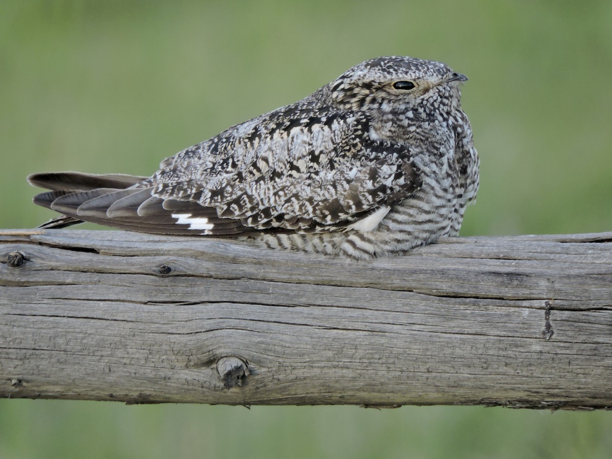 Common Nighthawk - ML638308100