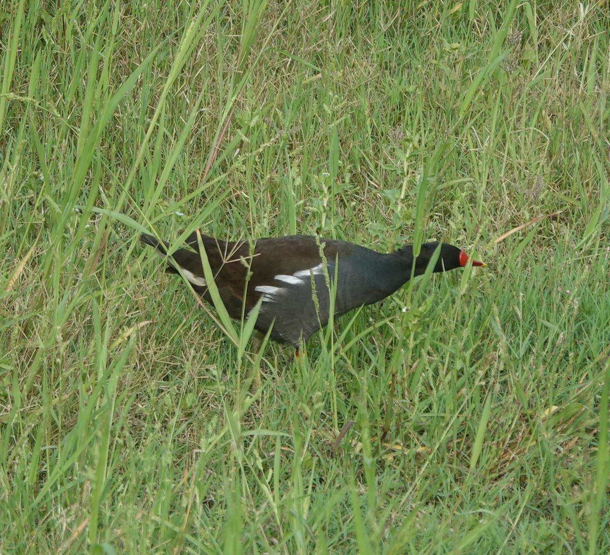 Eurasian Moorhen - ML638308111