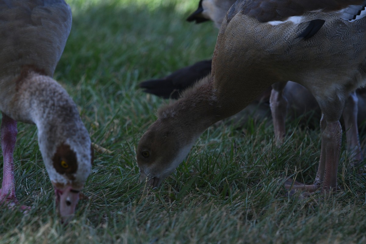 Egyptian Goose - ML638308112