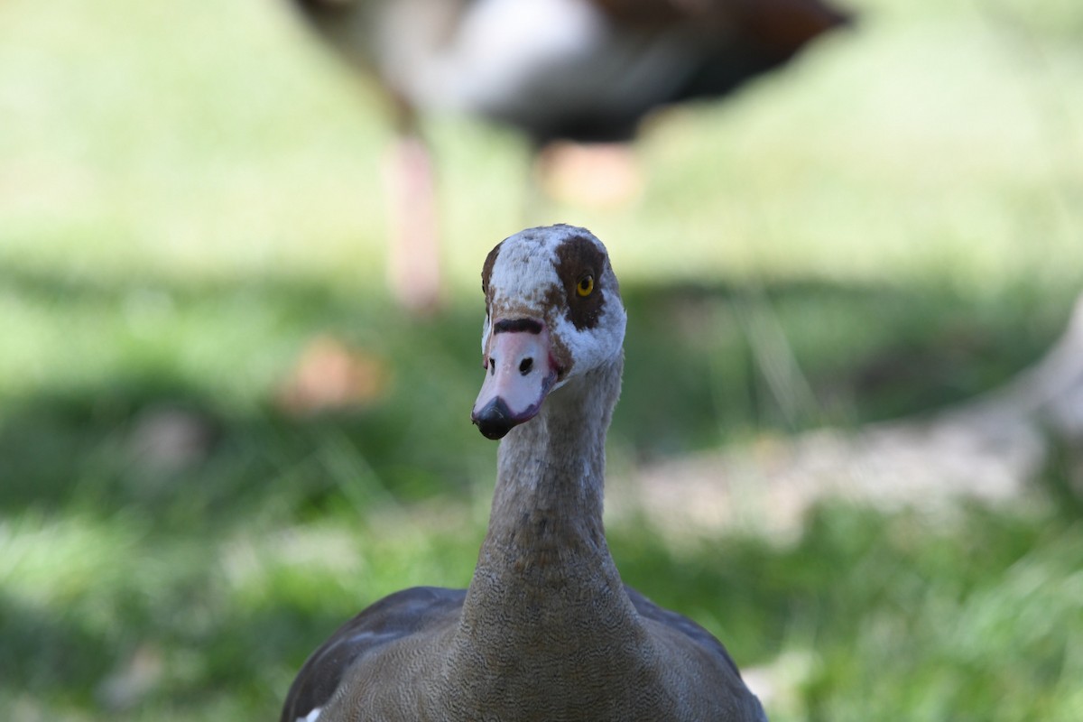 Egyptian Goose - ML638308113
