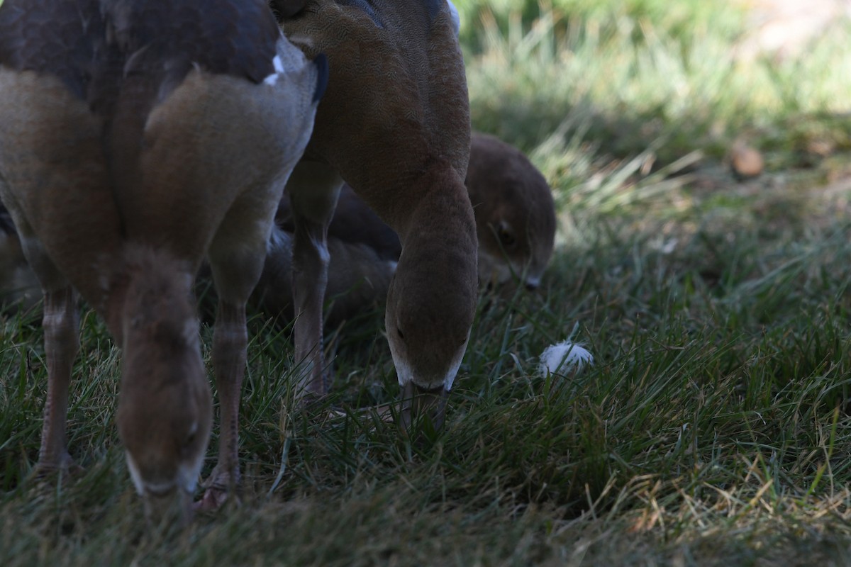Egyptian Goose - ML638308114