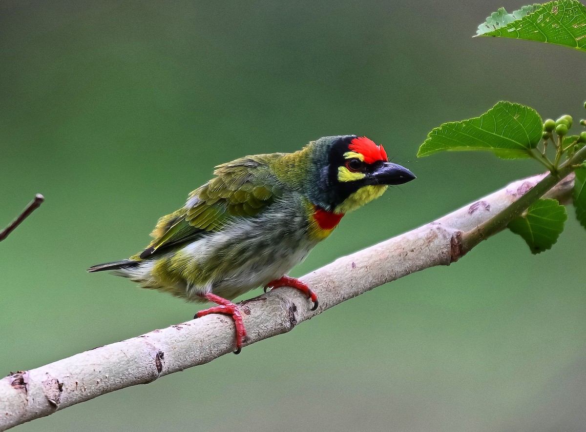 Coppersmith Barbet - ML638308123