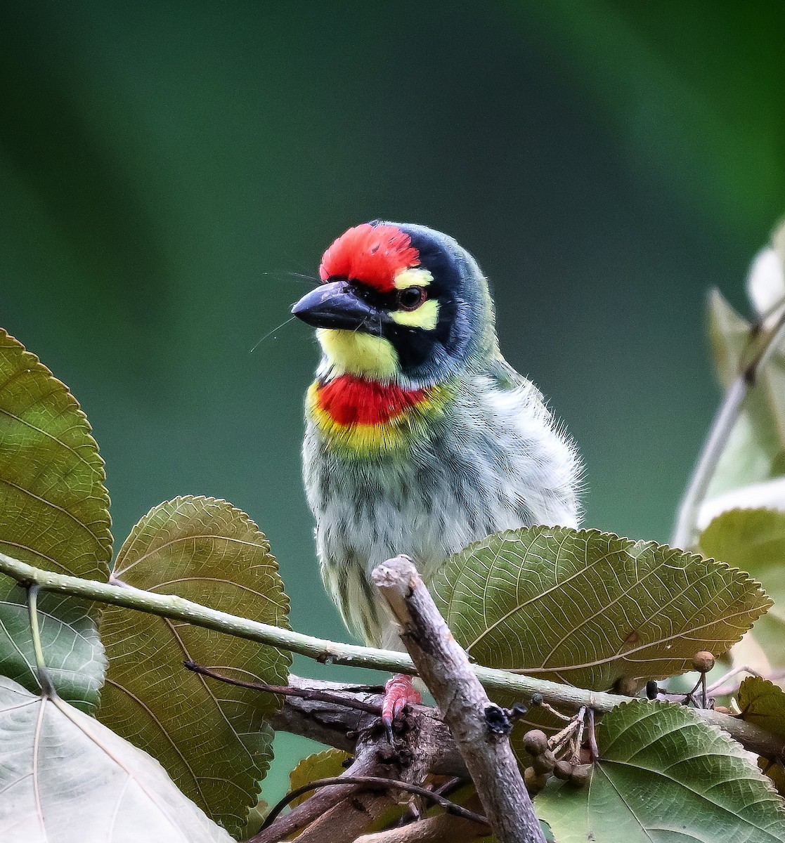 Coppersmith Barbet - ML638308125
