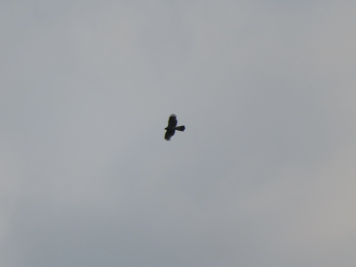 American Goshawk - ML638308127