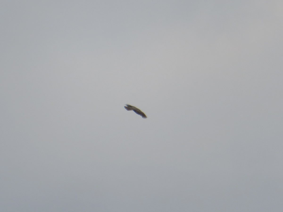 American Goshawk - ML638308128