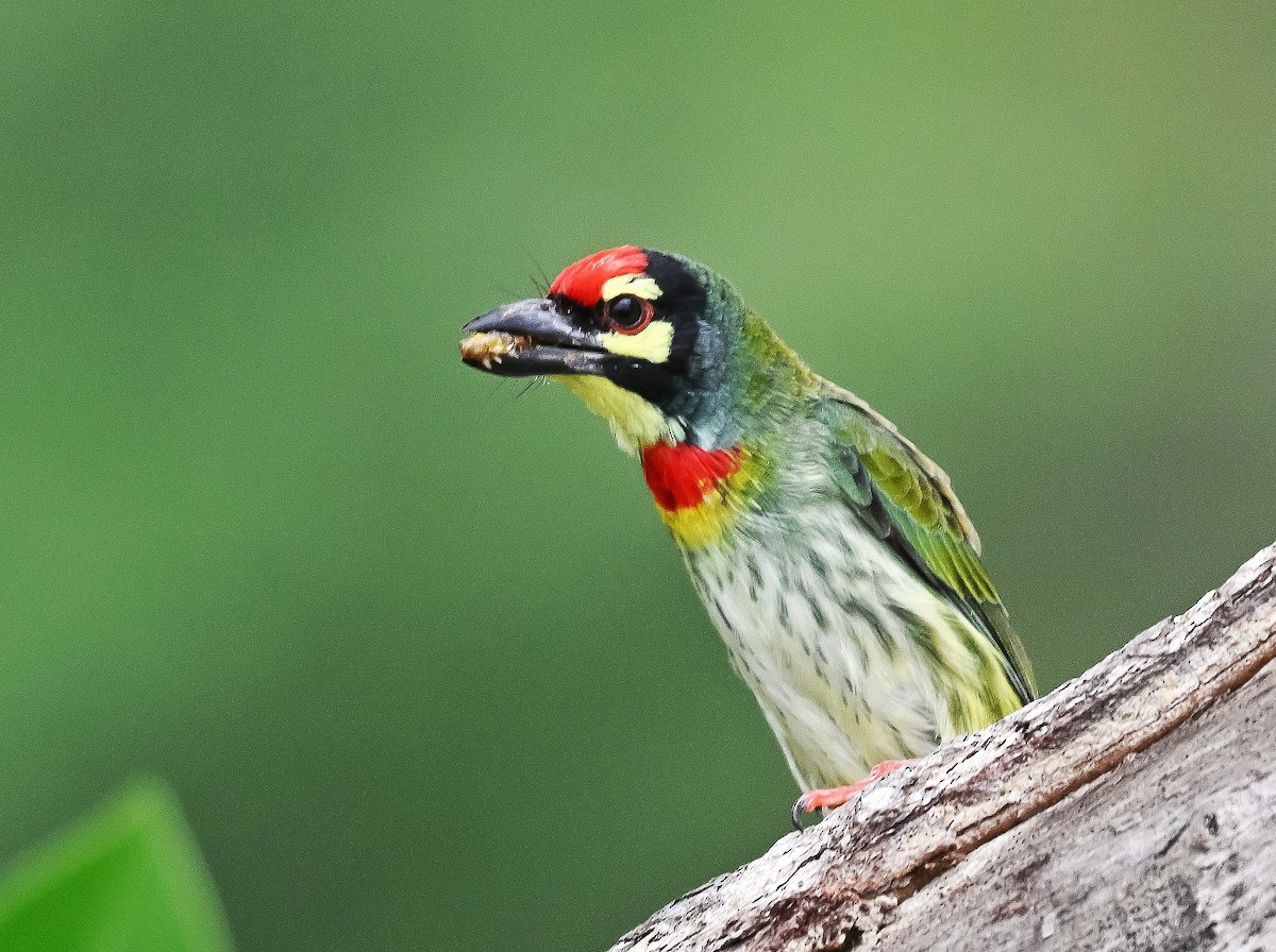 Coppersmith Barbet - ML638308131