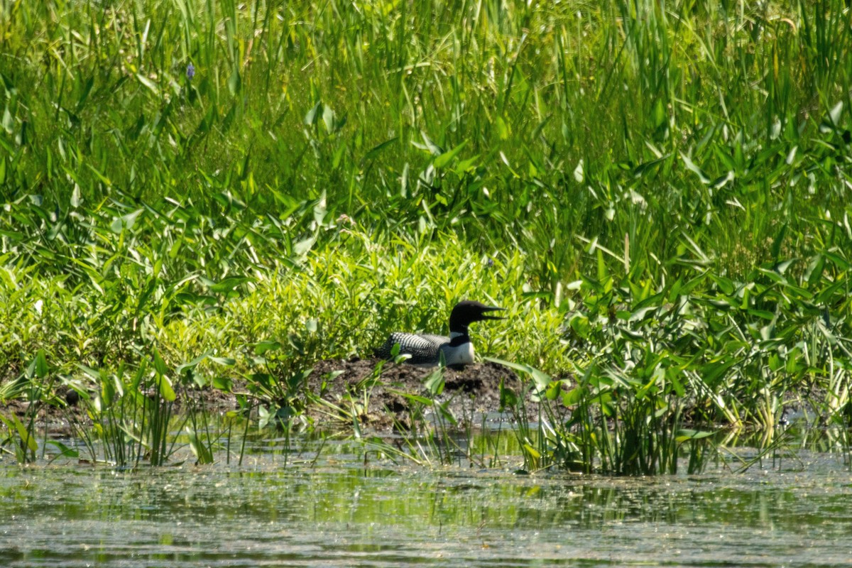Plongeon huard - ML638308148