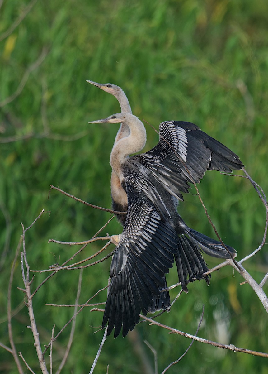 Anhinga - ML638308153