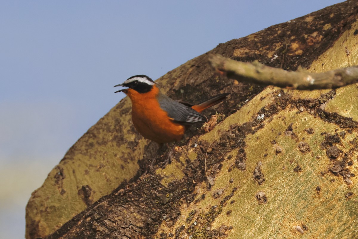 White-browed Robin-Chat - ML638308154