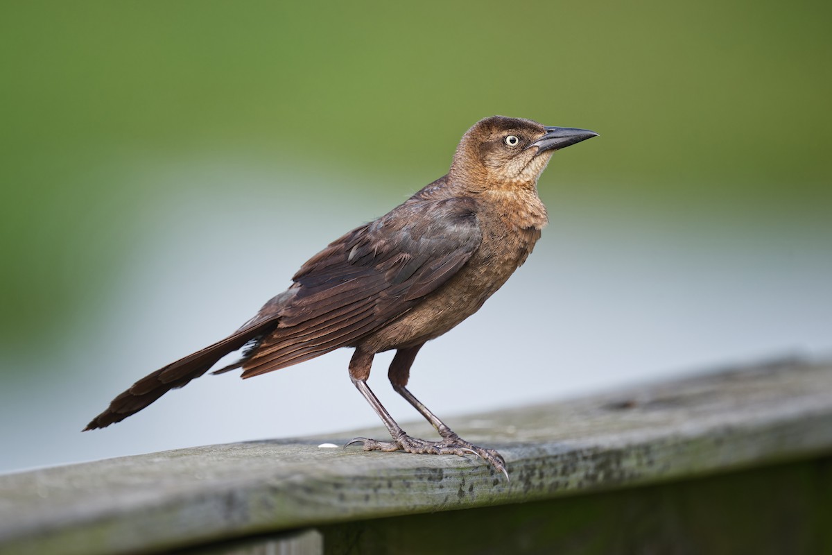 Great-tailed Grackle - ML638308159