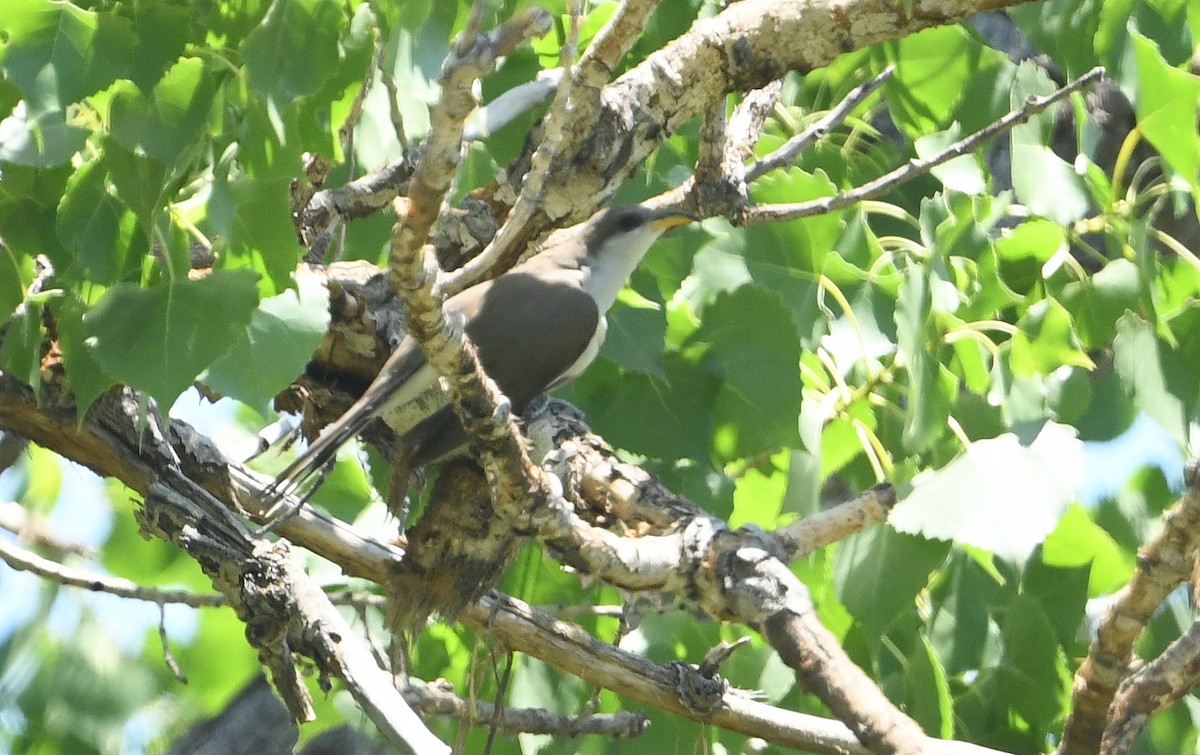 Yellow-billed Cuckoo - ML638308172