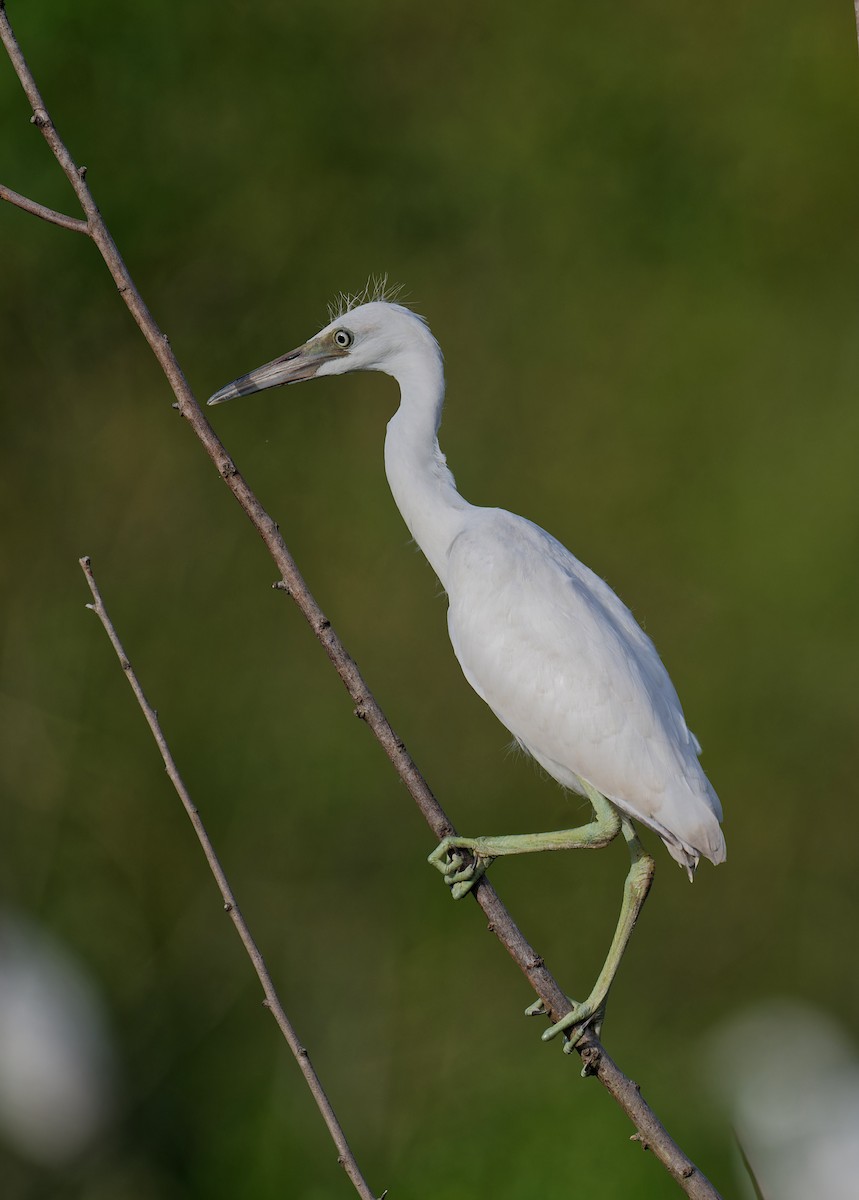 Little Blue Heron - ML638308179