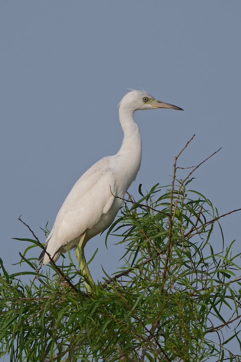Little Blue Heron - ML638308180