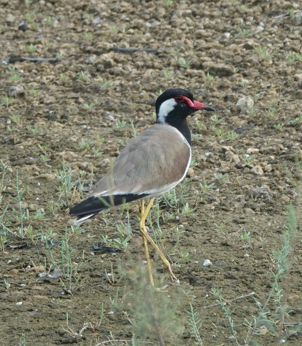 Red-wattled Lapwing - ML638308181