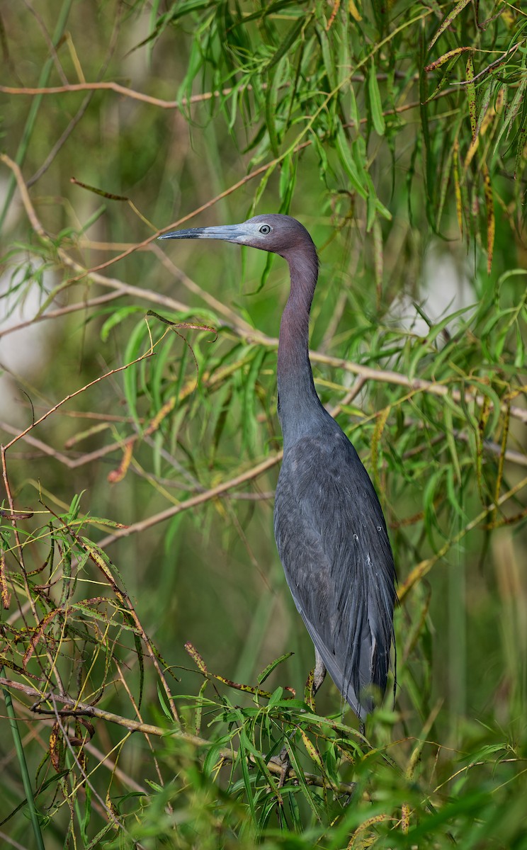 Little Blue Heron - ML638308182